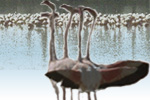 Allwebco Design Corporation