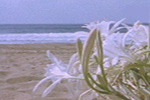 Allwebco Design Corporation